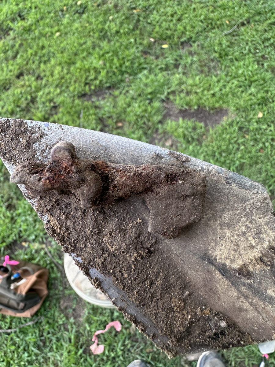 An artifact on a trowel